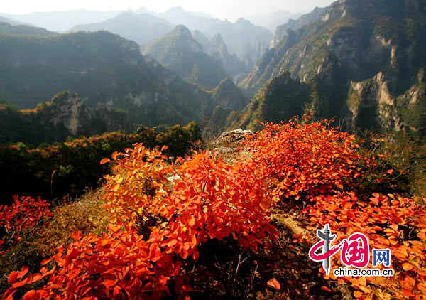 入畫染秋紅——河南焦作云臺(tái)山紅葉攝影欣賞[組圖] 攝影/中國(guó)網(wǎng)網(wǎng)友 天天717