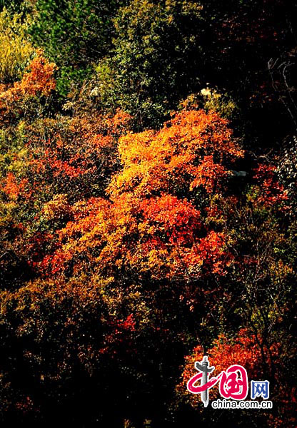 入畫染秋紅——河南焦作云臺山紅葉攝影[組圖] 攝影/中國網網友 關心攝影