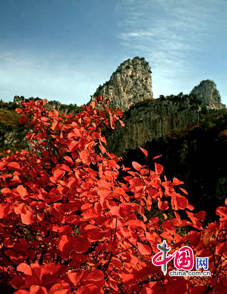 入畫染秋紅——河南焦作雲臺山紅葉攝影[組圖] 攝影/中國網網友 賈建峰