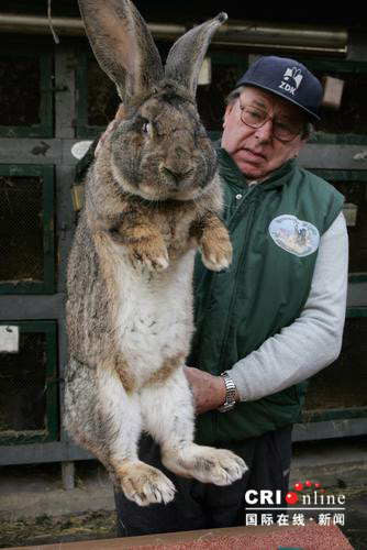 2007年1月15日，德国埃伯斯瓦德，一位名叫卡尔的中年男子在家里正怀抱一只巨大的兔子。这只灰色兔子重8.5千克，身长74厘米，就连耳朵也长达25.5厘米。 2006年11月，这位“养兔专家”将8只这样的兔子卖给朝鲜的一个代表团，当时朝方表示希望可以通过引进这种巨大兔子品种回国进行繁育，以增加国内的肉类供应。因为这种兔子最高体重可以达到10.5千克。