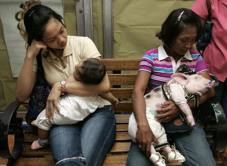 2007年2月19日，菲律宾马尼拉一家电视台举办了庆祝猪年的“小猪游行”活动。图为活动开始前一名抱孩子的妇女坐在一位抱着小猪的妇女身边。