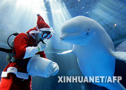 12月23日，在日本橫濱的一個海洋館，一位潛入水中的“聖誕老人”給白鯨喂食。隨著耶誕節的臨近，“聖誕老人”的身影出現在世界各地，他們的各種表演為當地增添濃濃的節日氣氛。 新華社/法新 