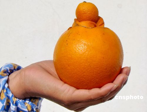 1月5日，江西遂川縣堆子前鎮一農民展示摘下的奇怪橙子，大橙子頂部又長出一個小橙子，十分有趣。