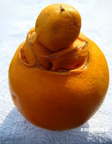 1月5日，江西遂川县堆子前镇一农民展示摘下的奇怪橙子，大橙子顶部又长出一个小橙子，十分有趣。