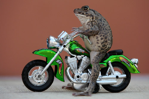 1月10日，在泰国海滨城镇帕塔亚，一只叫做“Oui”的青蛙骑在玩具摩托车上。据它的主人介绍，这只青蛙喜欢玩玩具，还喜欢扮成“模特”供人拍照
