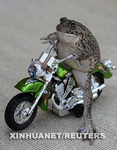 1月10日，在泰國海濱城鎮帕塔亞，一隻叫做“Oui”的青蛙騎在玩具摩托車上。據它的主人介紹，這只青蛙喜歡玩玩具，還喜歡扮成“模特”供人拍照