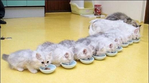 猫咪的集体生活