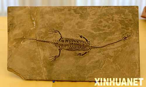 這是1月15日拍攝的移交的貴州龍化石。