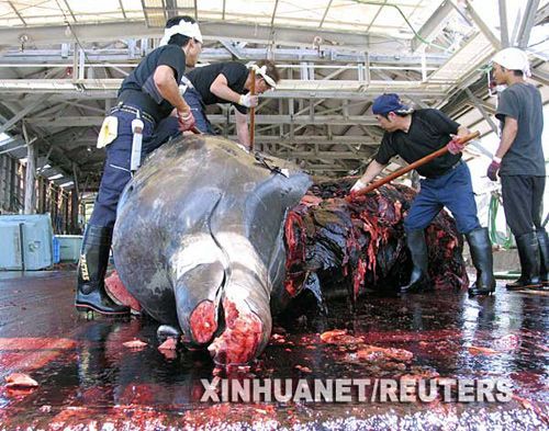 2007年6月21日，在日本东京以东的一个港口，渔夫正分解一条长10米的鲸。新华社/法新