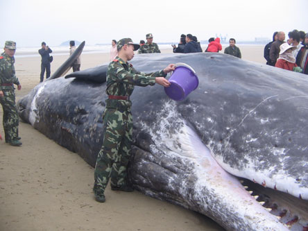 20吨重抹香鲸 长乐海滩搁浅
