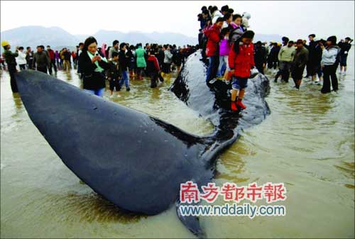 20吨重抹香鲸在福建长乐海滩搁浅(图)
