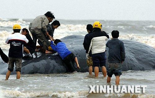 20吨重抹香鲸在福建长乐海滩搁浅(图)