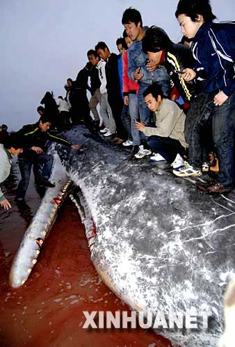 20噸重抹香鯨在福建長樂海灘擱淺(圖)