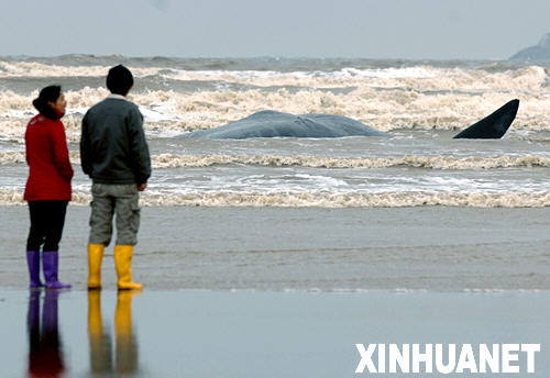 福建长乐海域发现死亡鲸鱼 身长16米重20吨[图]