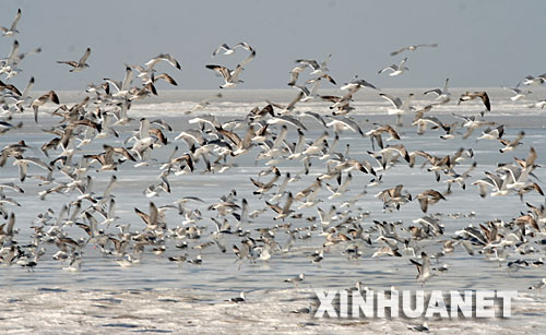 1月16日，成群海鷗在大連冰封的海面上盤旋。     由於連日持續低溫，大連市海濱大面積結冰封凍，景象頗為壯觀。 新華社發(徐德武 攝) 