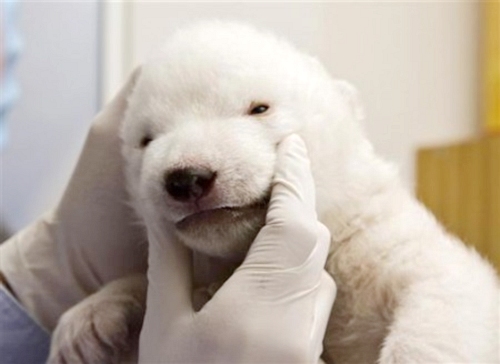 德國紐倫堡動物園小北極熊'雪花'精彩亮相[圖集]