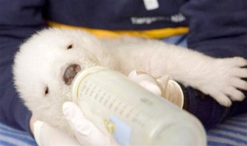 德國紐倫堡動物園小北極熊'雪花'精彩亮相[圖集]