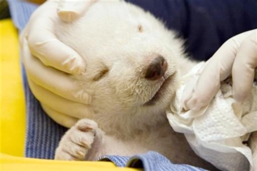 德國紐倫堡動物園小北極熊'雪花'精彩亮相[圖集]