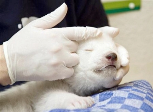 德國紐倫堡動物園小北極熊'雪花'精彩亮相[圖集]