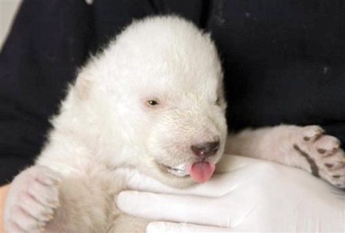 德國紐倫堡動物園小北極熊'雪花'精彩亮相[圖集]