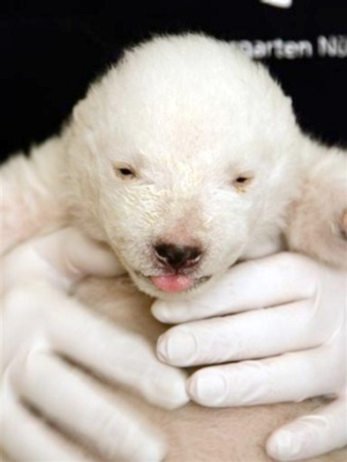 德國紐倫堡動物園小北極熊'雪花'精彩亮相[圖集]