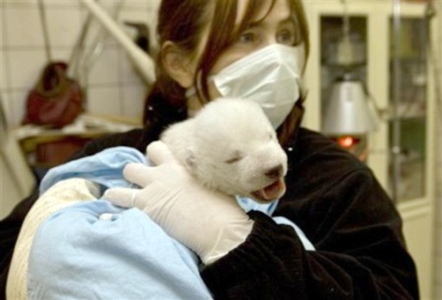 德國紐倫堡動物園小北極熊'雪花'精彩亮相[圖集]