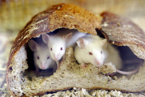 這是2008年1月6日，在日本東京的一家動(dòng)物園，幾只小白鼠從一個(gè)被它們掏空的面包里探出頭來。(本文來源：新華網(wǎng))