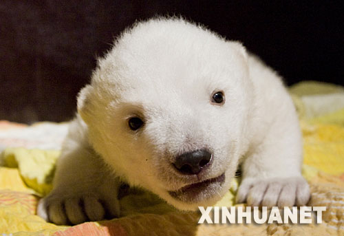 1月31日，在德國南部紐倫堡的一家動物園，一隻7周大的北極熊寶寶好奇地看著鏡頭。這只小北極熊名叫“弗洛克”，出生於2007年12月11日，現在已經4公斤多了。 