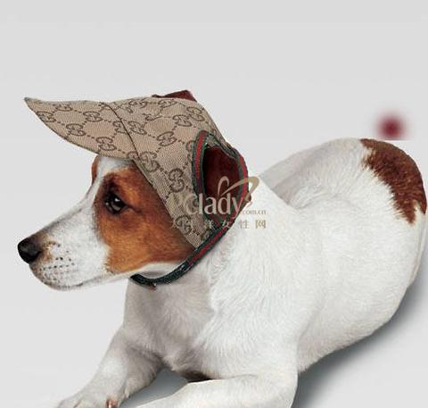 宠物也爱上奢侈品:穿上gucci风衣的狗狗(组图)