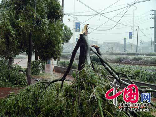 震撼！ 江西省撫州市冰雪災害現場照片[組圖]