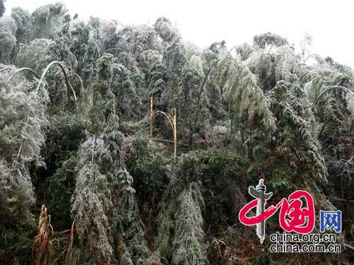 震撼！ 江西省撫州市冰雪災害現場照片[組圖]