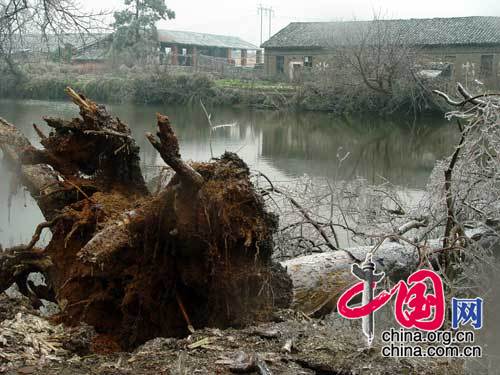 震撼！ 江西省撫州市冰雪災害現場照片[組圖]