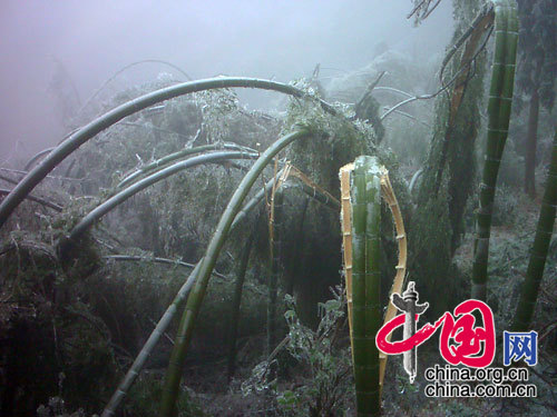 江西庐山受冻竹林（图片由国家林业局提供）
