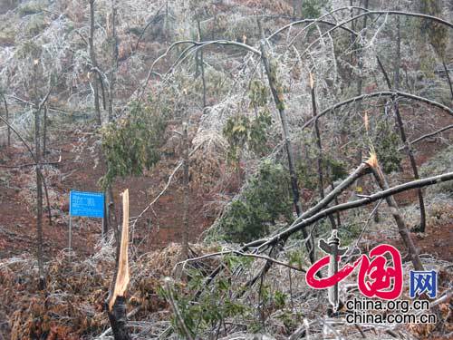 江西赣州受灾山林（图片由国家林业局提供）