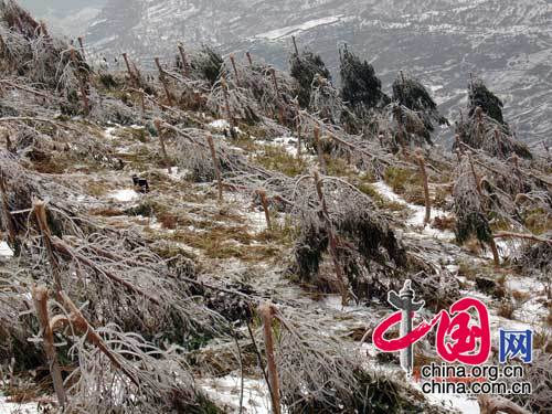 林區受災情景（圖片由國家林業局提供） 