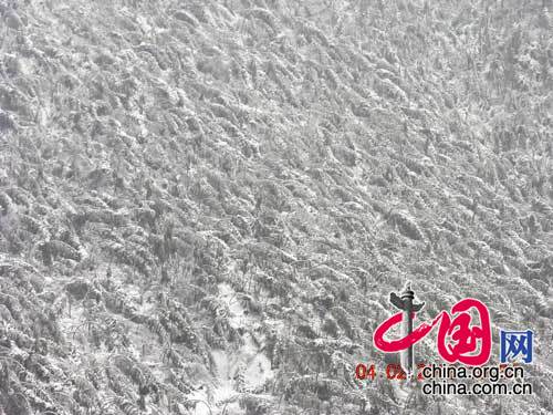江西庐山竹林山受灾远望（图片由国家林业局提供）