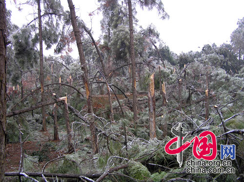 江西抚州山上的松树受灾情况（图片由国家林业局提供）