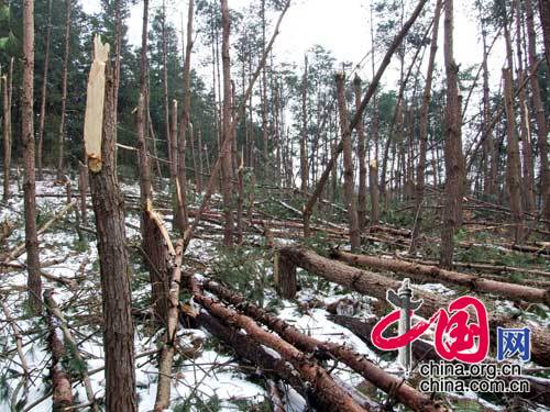 林區受災情景（圖片由國家林業局提供）