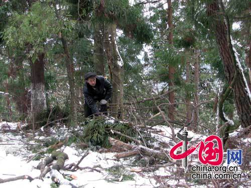 林农灾后清理雪倒木（图片由国家林业局提供）