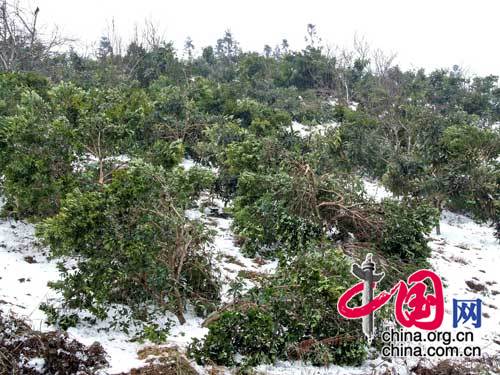 贵州老百姓载的杨梅树被大雪冻倒（图片由国家林业局提供）