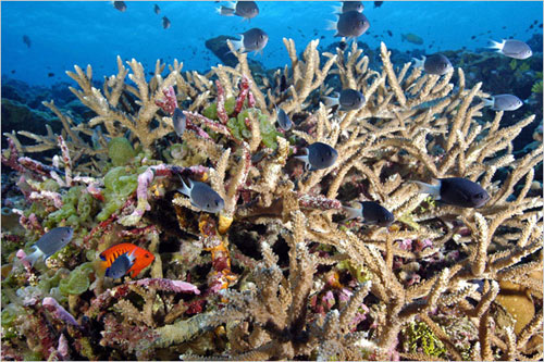 美丽的珊瑚礁——那一片即将消失的海底风景[组图]