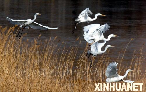 白鹭在水美草丰的湿地公园飞翔（2月29日摄）。青海省海南藏族自治州贵德县采取多种措施保护黄河上游湿地生态系统成效显著，栖息于贵德县境内的黄河清湿地公园的白鹭逐渐增多，给春日里的高原湿地带来生机。