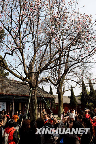 3月9日，游人在汉中武侯祠东院观赏盛开的旱莲。
