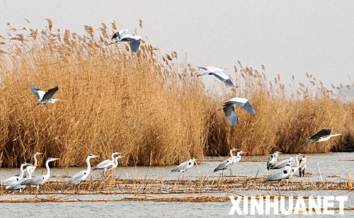 3月18日，一群苍鹭在沙湖湿地保护区自由飞翔、漫步。