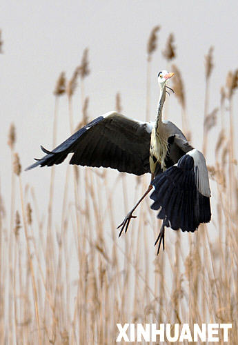 3月18日，一只苍鹭在沙湖湿地保护区翩翩起舞。