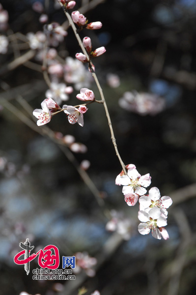 春到京城 中國(guó)網(wǎng)網(wǎng)友 曉勇/攝影