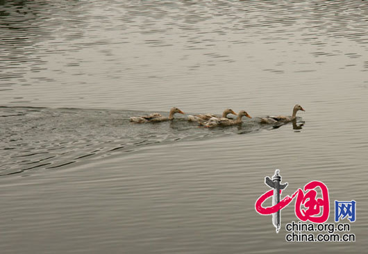 “春江水暖鸭先知”，家禽家畜与水产养殖是龙鳞村村民的经济支柱之一。