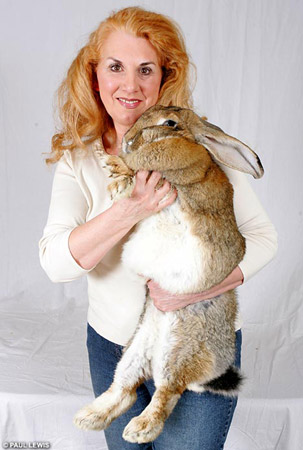 世界最大兔子重22公斤 住狗窝[组图]