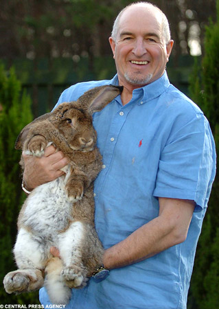 世界最大兔子重22公斤 住狗窝[组图]
