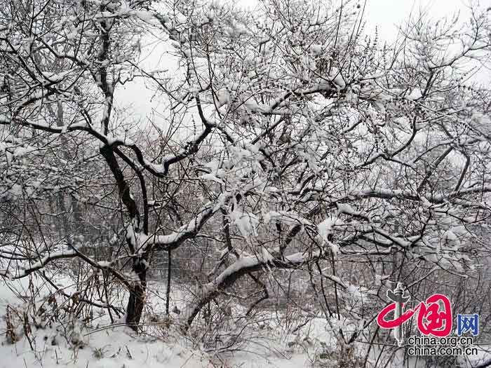 香山春雪 中国网网友 老花镜/摄影